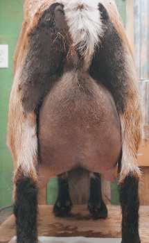 TINY HILL TOBERMORY Elspeth