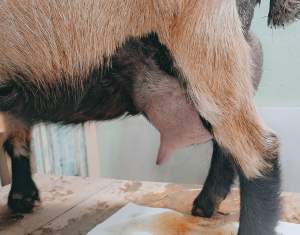 TINY HILL TOBERMORY Elspeth