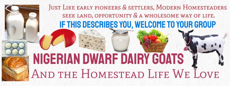 Homesteader Dairy Goat Farm Tours