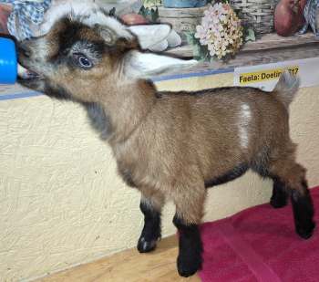 Faela: DOELING For Sale