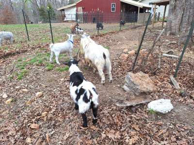 Homesteader Dairy Goat Farm Tours