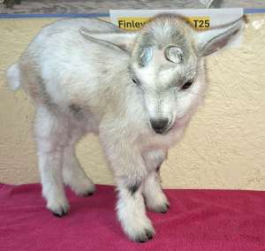 Finley nigerian buckling