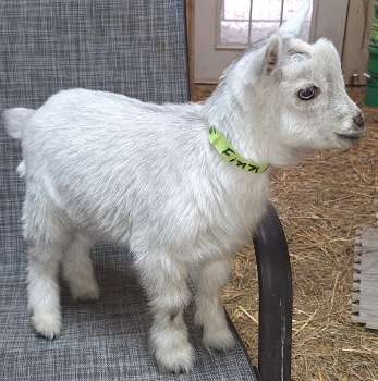 Fin Flat Rocks Silver Buckling For Sale