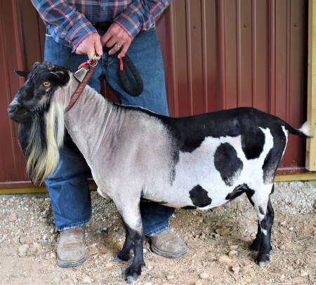 Nigerian Dwarf Buck For Sale