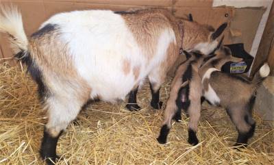 Entertoxemia is a frequently severe disease of sheep and goats of all ages.