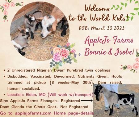 AppleJo Farms Doeling Kids are Available