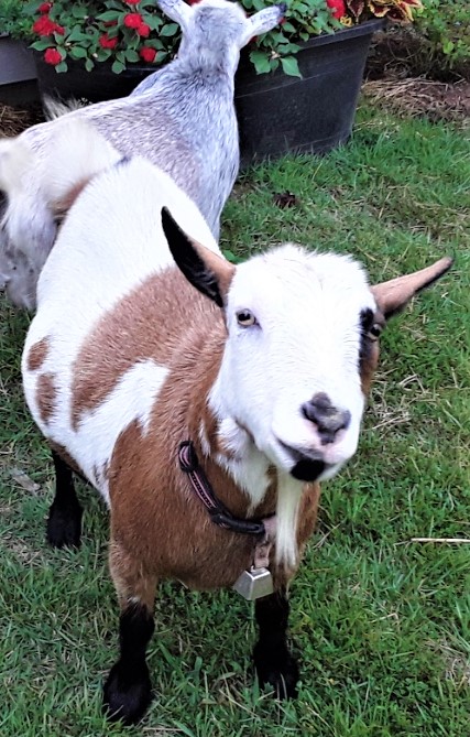 Glenda Nigerian Dwarf Dairy Doe