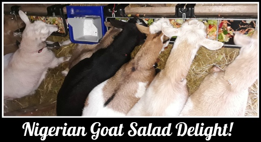 goat salad