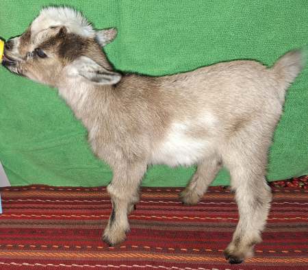 Grady is being sold either as a ADGA Registerable buckling or a pet/buddy goat Wether, your choice. Grady is a bottle baby & very socialized.  Grady, registerable as a buckling: $400  Grady, wethered as a pet/buddy goat: $250  Date of Birth: 2-26-2025  The price includes all vaccinations; coccidia prevention; supplements/nutrients; disbudded at the University of Missouri Vet Hospital; new kid workshop at pick-up where he will be wethered or tattooed.  Dam: Caity (see doe page)  Sire: McGibbony (see buck page)