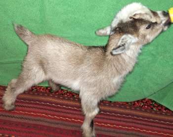 Grady is being sold either as a ADGA Registerable buckling or a pet/buddy goat Wether, your choice. Grady is a bottle baby & very socialized.  Grady, registerable as a buckling: $400  Grady, wethered as a pet/buddy goat: $250  Date of Birth: 2-26-2025  The price includes all vaccinations; coccidia prevention; supplements/nutrients; disbudded at the University of Missouri Vet Hospital; new kid workshop at pick-up where he will be wethered or tattooed.  Dam: Caity (see doe page)  Sire: McGibbony (see buck page)