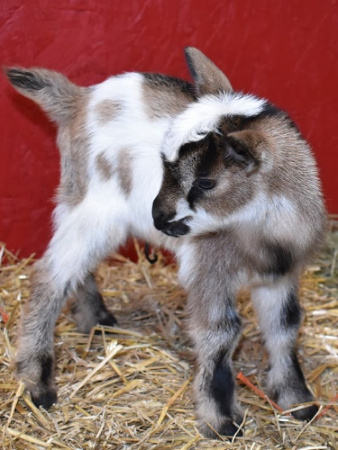Goat Vaccination & Schedule