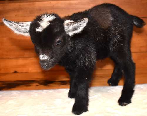 Purebred Nigerian Dwarf Dairy Goat kid