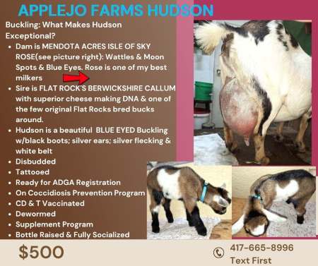 Nigerian Dwarf Dairy Goat Kids For Sale