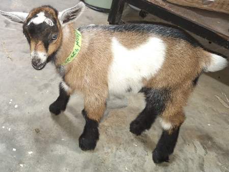 Missouri baby goat Hudson for sale