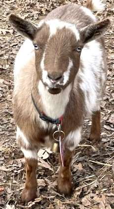 Mendota Acres Highlands Indigo (blue eyes, chocolate & white)