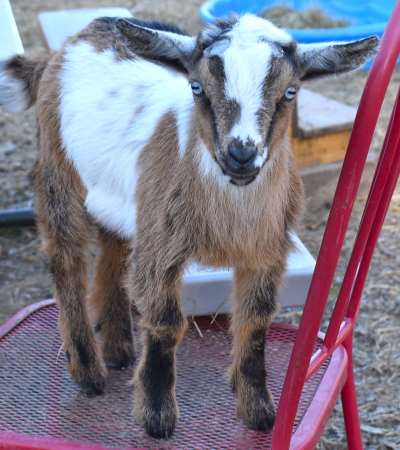 Nigerian Dwarf Goats from AppleJo Farms Nigerian Dwarf Goats from AppleJo Farms