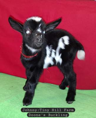 Nigerian Buckling For Sale