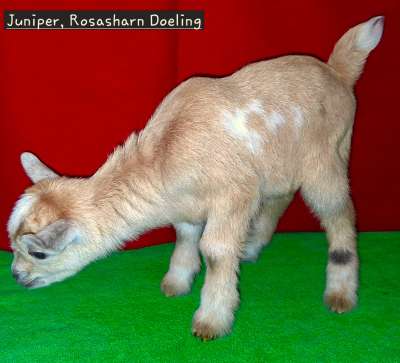 AppleJo Farms Juniper Anne doeling for sale in missouri,  Doeling is Rosasharn Citrine kid for sale