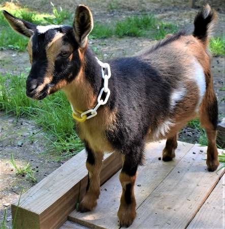 Certificate of Registry for Your Goats