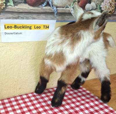 Leo-Buckling For Sale Leo-Buckling For Sale