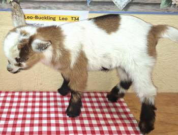 Leo-Buckling For Sale Leo-Buckling For Sale