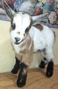 Leo-Buckling For Sale Leo-Buckling For Sale