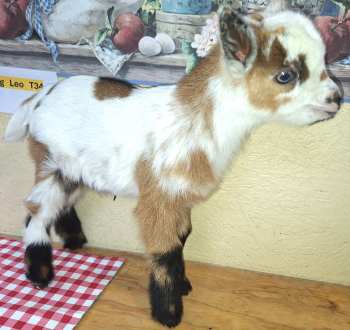 Leo-Buckling For Sale Leo-Buckling For Sale