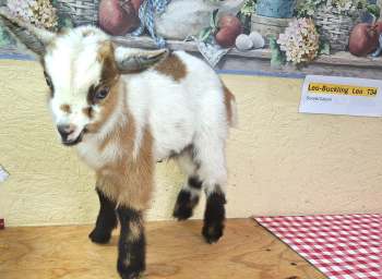 Leo-Buckling For Sale Leo-Buckling For Sale