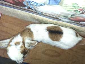 Leo-Buckling For Sale Leo-Buckling For Sale