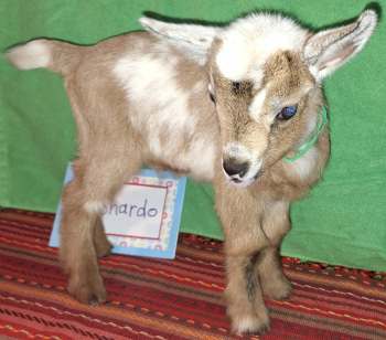 Introducing: AppleJo Farms Archie  AppleJo Farms kids have begun arriving!  Does in Milk available also. Young does ready to breed available also. AppleJo Farms, Eldon 417-665-8996 Text first please. Email: buyapplejofarmsgoats@gmail.com Archie available for reservation now.  Archie is being sold either as a ADGA Registerable buckling or a pet/buddy goat Wether, your choice. Archie is a bottle baby & very socialized.  Archie, registerable as a buckling: $550  Archie, wethered as a pet/buddy goat: $250  Date of Birth: 2-26-2025  The price includes all vaccinations; coccidia prevention; supplements/nutrients; disbudded at the University of Missouri Vet Hospital; new kid workshop at pick-up where he will be wethered or tattooed.  Dam: Elspeth (see doe page)  Sire: McGibbony (see buck page)