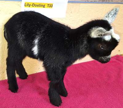Lily- Doeling For Sale