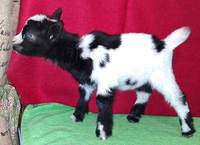 Lily-Doeling