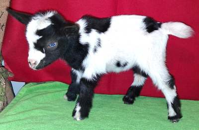 Lily-Doeling