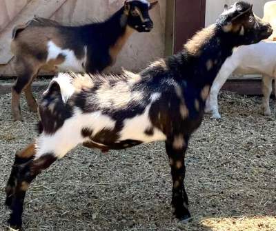 MT Rivendells T2P Morocco