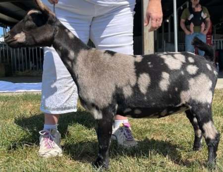 Dreamer's Farm KC Masterpiece Dam