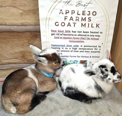 goats for sale in missouri