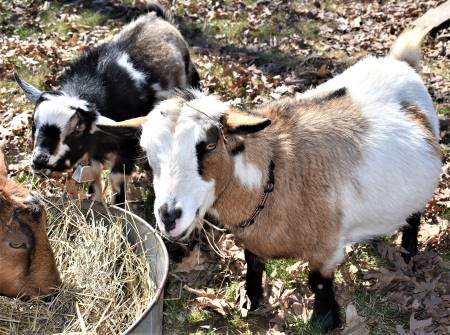 AppleJo Farms Glenda 