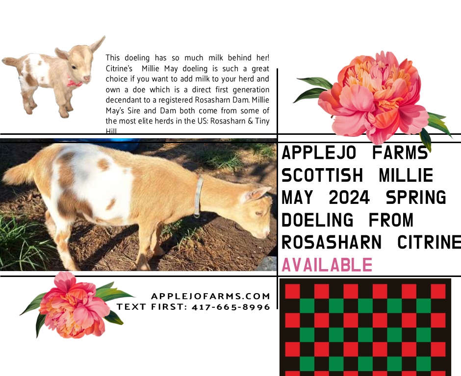 AppleJo Farms Scottish Millie May