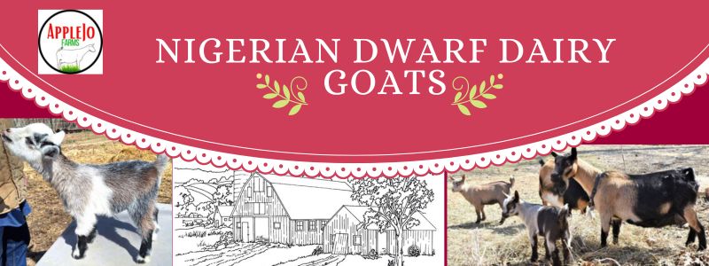Nigerian Dwarf baby goats for sale in missouri