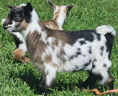 Dreamer's Farm KC Masterpiece Sire