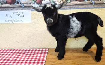 Quinn-BUCKLING FOR SALE: