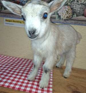 Reagan is a striking blue-eyed silver platinum buckling with Flat Rocks Production reliability & practical milking strength.