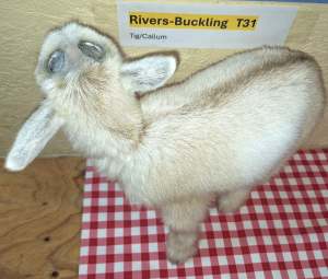 RIVERS-BUCKLING For Sale