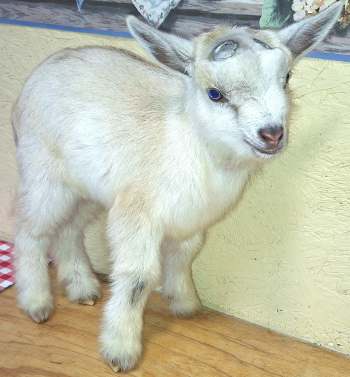 RIVERS-BUCKLING For Sale