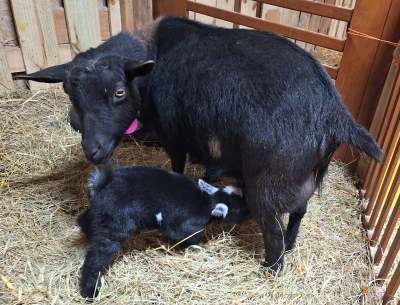 Miss Scarlet O'hara Doeling Miss Scarlet O'hara