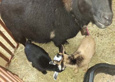 Miss Scarlet O'hara Doeling Miss Scarlet O'hara Doeling