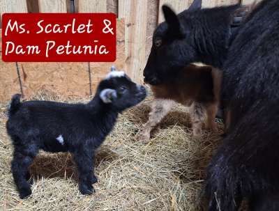 Miss Scarlet O'hara Doeling Miss Scarlet O'hara Doeling