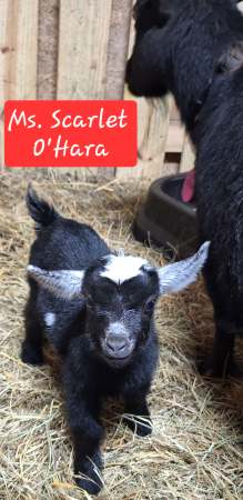 Miss Scarlet O'hara Miss Scarlet O'hara