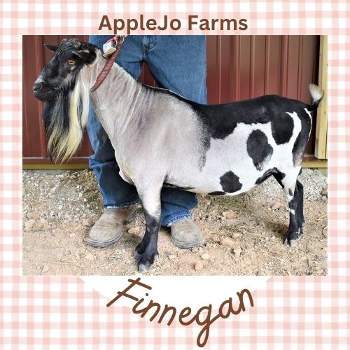 AppleJo Farms Registered Nigerian Dwarf Dairy Goats