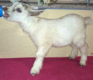 Silver Platinum with blue eyes